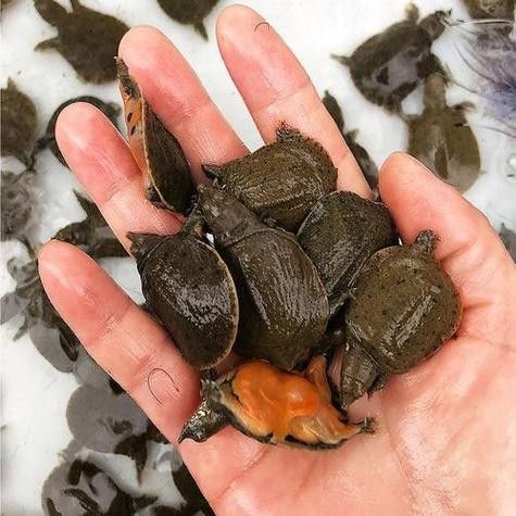 紅龍魚喂食昆蟲適宜量需根據生長階段和個體大小調整：養龍魚應該注意些什么