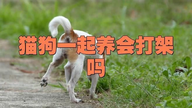貓狗沖突可分為三個等級，需根據情況采取不同措施采取不同措施：貓狗一起養會打架嗎
