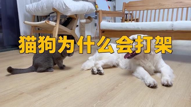 貓狗沖突可分為三個等級，需根據情況采取不同措施采取不同措施：貓狗一起養會打架嗎