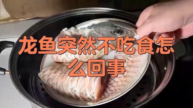 龍魚拒食的處理方法：龍魚不吃東西怎么回事