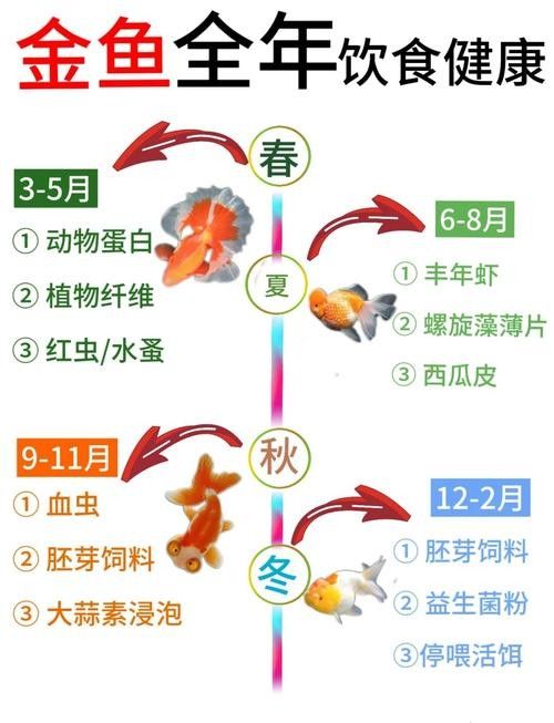 金龍魚飼養指南：金龍魚喂什么最好