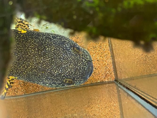七彩雷龍魚公母對比的典型特征總結附圖片資源供參考：七彩雷龍魚公母對比