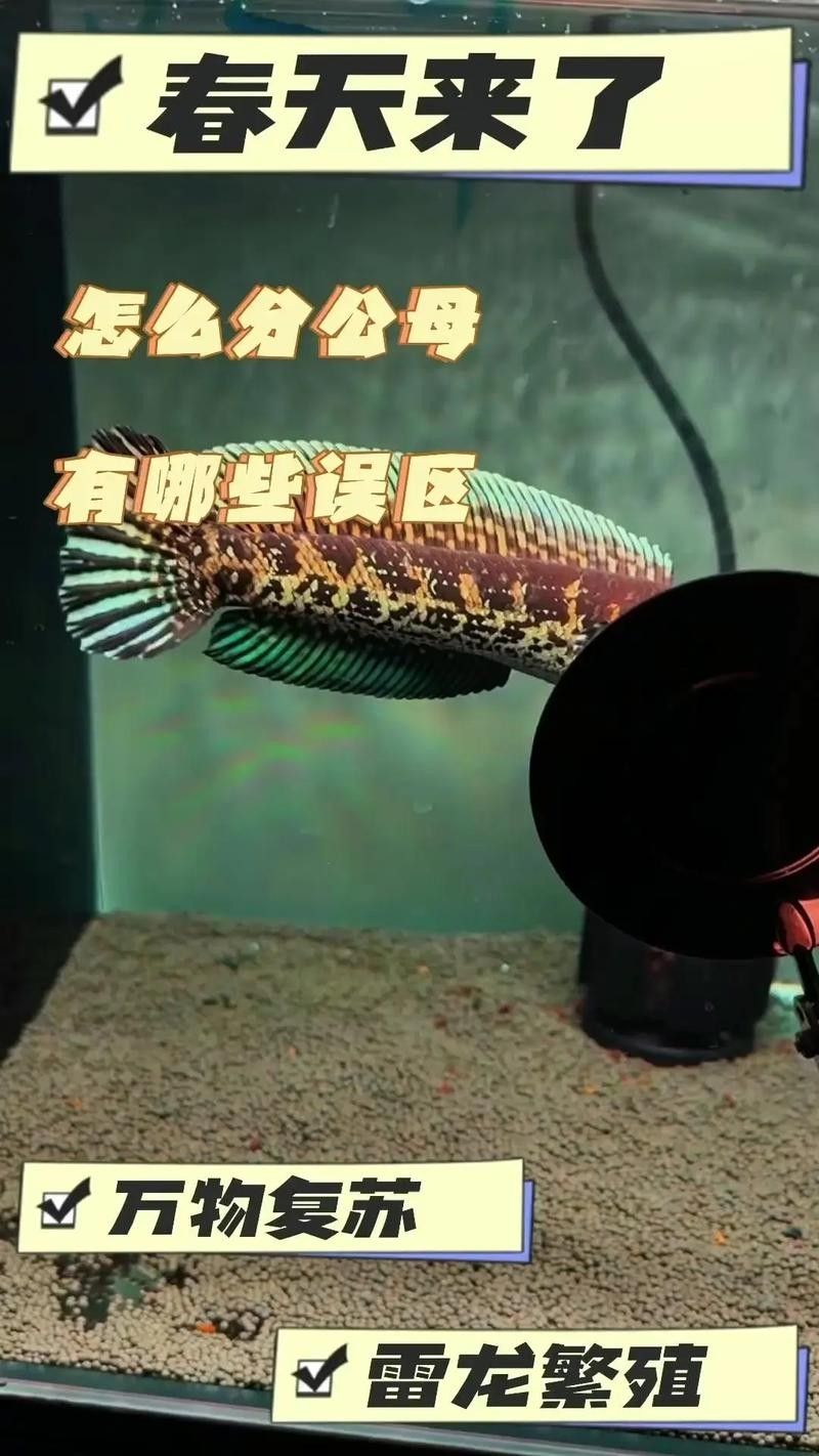七彩雷龍魚公母對比的典型特征總結附圖片資源供參考：七彩雷龍魚公母對比