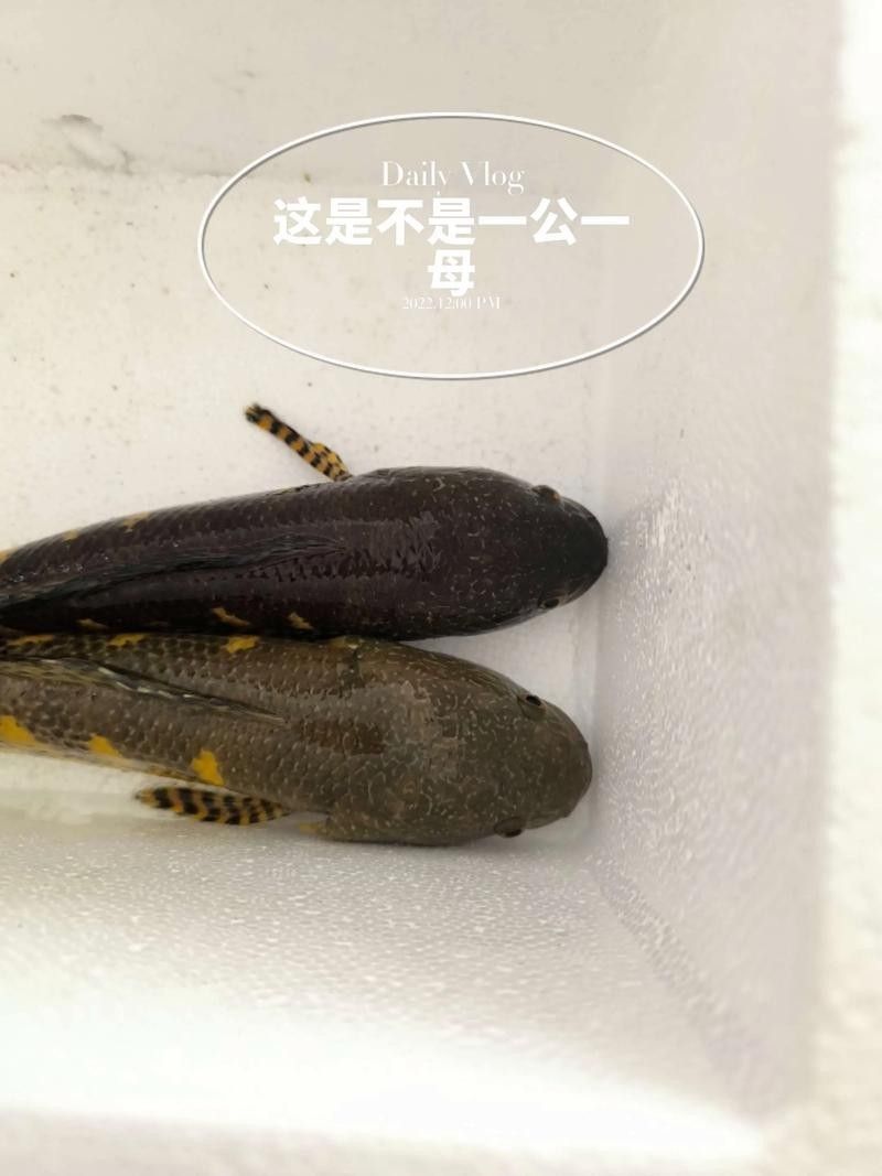 七彩雷龍魚公母對比的典型特征總結附圖片資源供參考：七彩雷龍魚公母對比