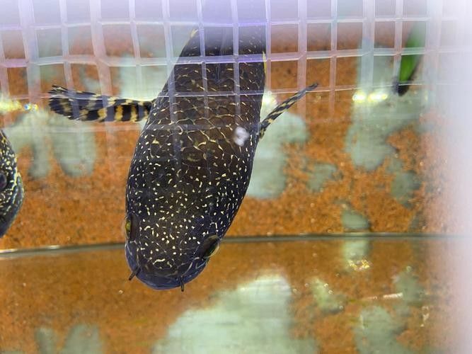 七彩雷龍魚公母對比的典型特征總結附圖片資源供參考：七彩雷龍魚公母對比