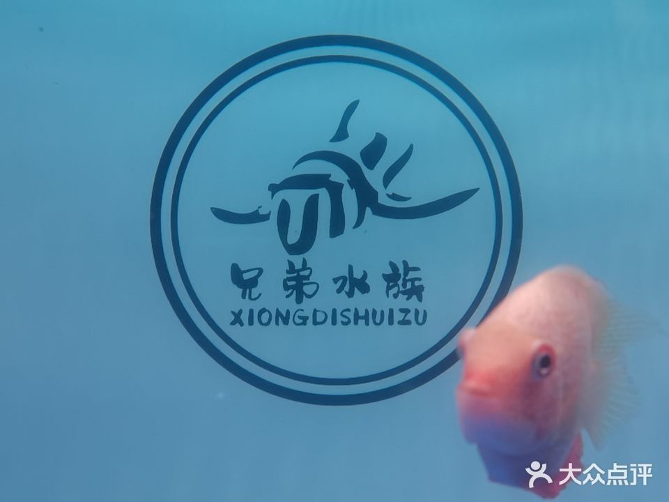 北京觀賞魚市場哪個最大最便宜：北京水族市場