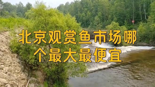 北京觀賞魚市場哪個最大最便宜：北京水族市場