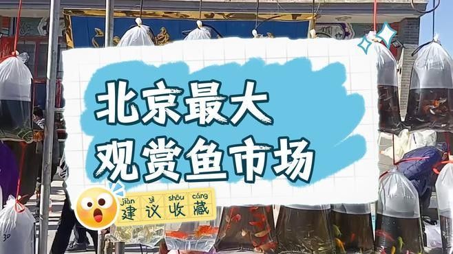北京觀賞魚市場哪個最大最便宜：北京水族市場