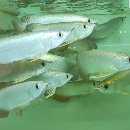 金龍魚的飼養(yǎng)技巧：藍(lán)色金龍魚的生長速度受飼養(yǎng)條件、營養(yǎng)供給和魚缸環(huán)境等因素影響 金龍魚的飼養(yǎng)技巧：藍(lán)色金龍魚的生長速度受飼養(yǎng)條件、營養(yǎng)供給和魚缸環(huán)境等因素影響 龍魚百科 第14張