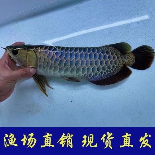 金龍魚的飼養(yǎng)技巧：藍(lán)色金龍魚的生長速度受飼養(yǎng)條件、營養(yǎng)供給和魚缸環(huán)境等因素影響 金龍魚的飼養(yǎng)技巧：藍(lán)色金龍魚的生長速度受飼養(yǎng)條件、營養(yǎng)供給和魚缸環(huán)境等因素影響 龍魚百科 第4張