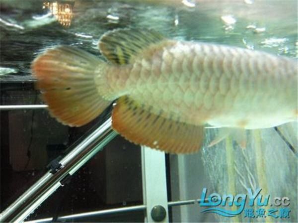 龍魚爛鰭的恢復(fù)情況可通過以下特征綜合判斷：穩(wěn)定水質(zhì)：龍魚爛鰭恢復(fù)情況可通過以下特征綜合判斷：穩(wěn)定水質(zhì)