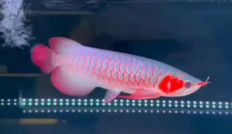 廣州龍魚祥龍魚場(chǎng)，全球首家龍魚繁殖漁場(chǎng)：廣州龍魚祥龍魚場(chǎng)
