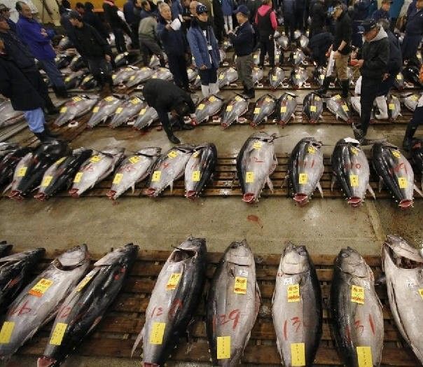 沈陽金龍魚批發市場行名錄集團總部-聯系方式：沈陽新民前當堡鮮魚批發市場