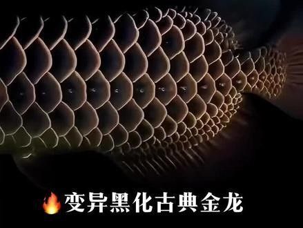 紅眼白子過背金龍有哪些稀有品種？：紅眼白子過背金龍是金龍魚中的稀有變異品種