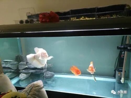 龍魚缸濾材的清洗頻率需根據濾材類型和水質情況綜合判斷：龍魚缸濾材清洗頻率大揭秘