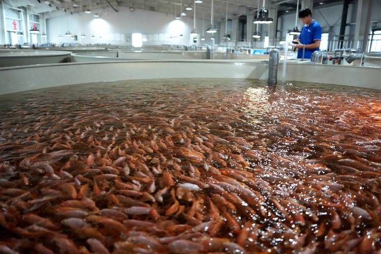 祥龍魚場飼養(yǎng)技術(shù)：祥龍魚場專業(yè)龍魚養(yǎng)殖批發(fā)一站式服務(wù)無憂愛奇藝