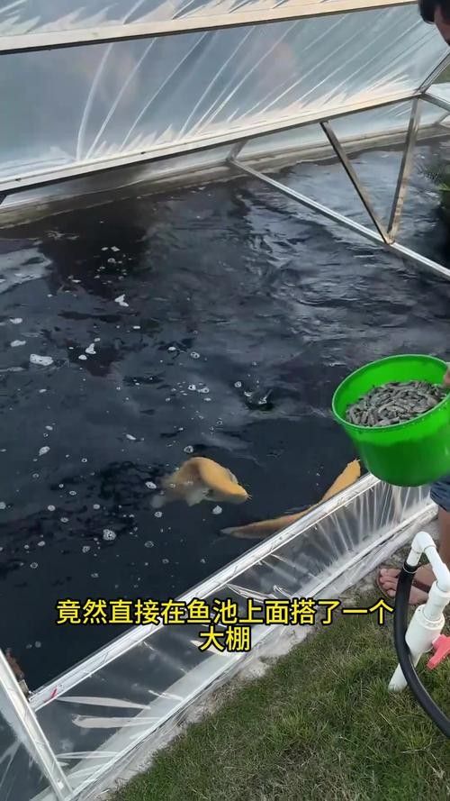 祥龍魚場飼養(yǎng)技術(shù)：祥龍魚場專業(yè)龍魚養(yǎng)殖批發(fā)一站式服務(wù)無憂愛奇藝