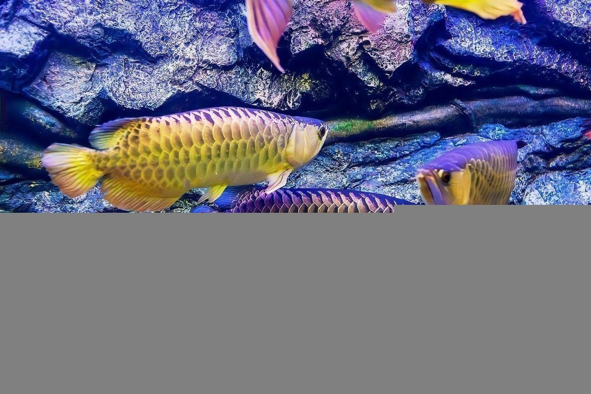 祥龍魚場飼養(yǎng)技術(shù)：祥龍魚場專業(yè)龍魚養(yǎng)殖批發(fā)一站式服務(wù)無憂愛奇藝