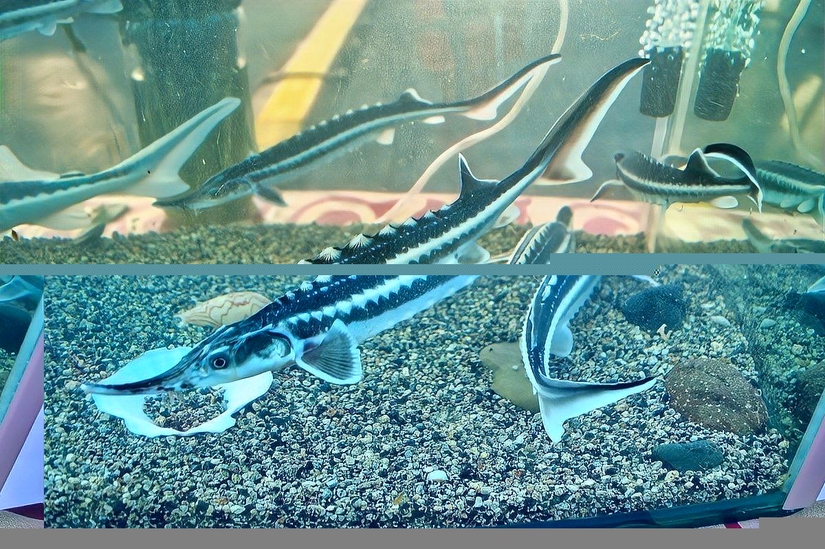 祥龍魚場飼養(yǎng)技術(shù)：祥龍魚場專業(yè)龍魚養(yǎng)殖批發(fā)一站式服務(wù)無憂愛奇藝