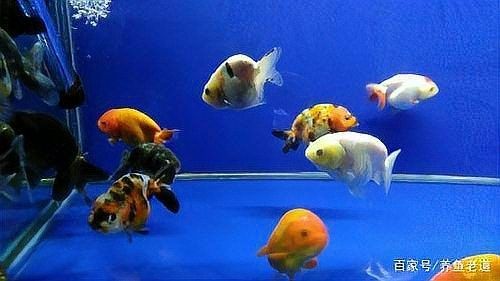 金龍魚換缸后需要加鹽嗎魚缸換水加鹽的必要性與注意事項：養魚老道，魚缸換水加鹽總出錯學會這4步 金龍魚換缸后需要加鹽嗎魚缸換水加鹽的必要性與注意事項：養魚老道，魚缸換水加鹽總出錯學會這4步 龍魚百科 第3張