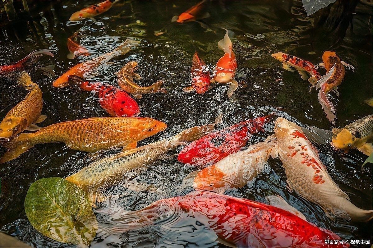 金龍魚換缸后需要加鹽嗎魚缸換水加鹽的必要性與注意事項：養魚老道，魚缸換水加鹽總出錯學會這4步 金龍魚換缸后需要加鹽嗎魚缸換水加鹽的必要性與注意事項：養魚老道，魚缸換水加鹽總出錯學會這4步 龍魚百科 第6張