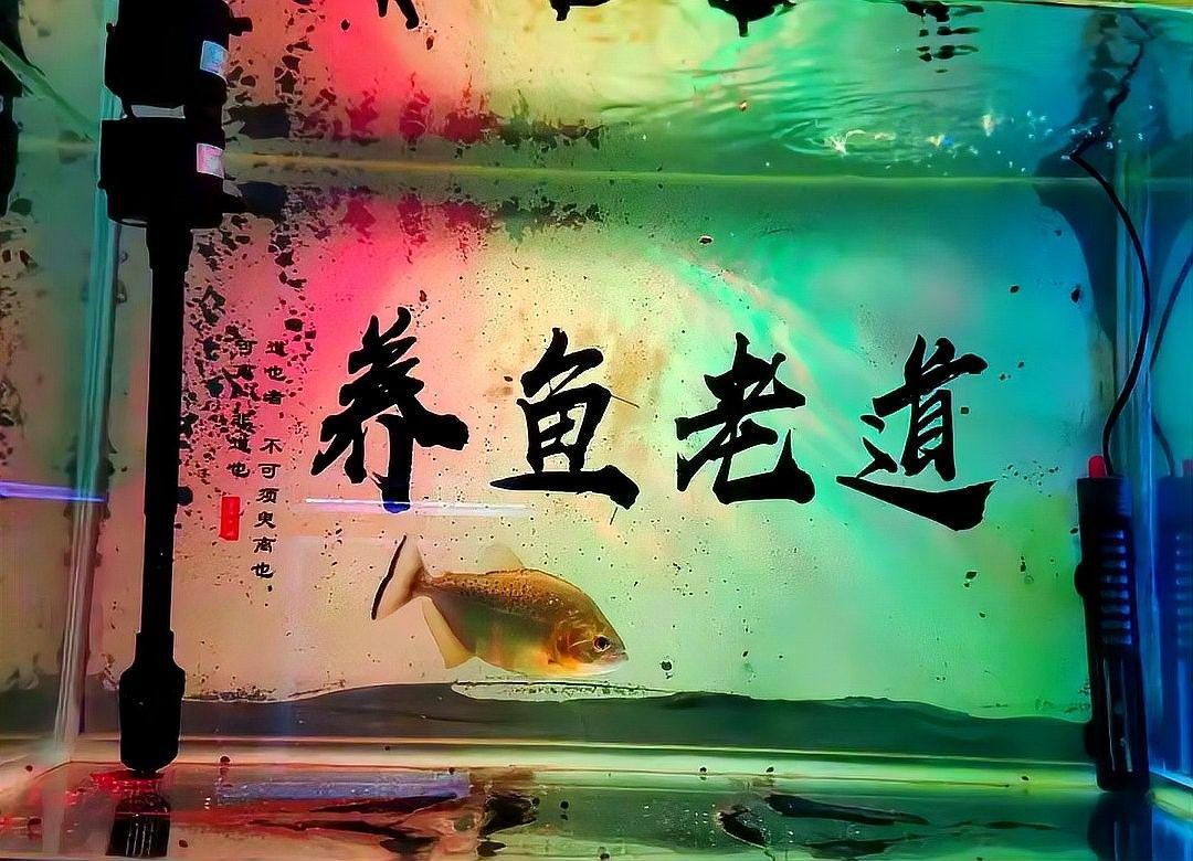 金龍魚換缸后需要加鹽嗎魚缸換水加鹽的必要性與注意事項：養魚老道，魚缸換水加鹽總出錯學會這4步 金龍魚換缸后需要加鹽嗎魚缸換水加鹽的必要性與注意事項：養魚老道，魚缸換水加鹽總出錯學會這4步 龍魚百科 第7張