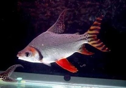 飛鳳魚的飼養指南和注意事項詳解：飛鳳魚的飼養指南與注意事項