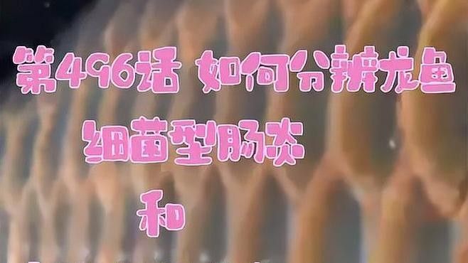龍魚常見(jiàn)的寄生蟲(chóng)可分為外寄生蟲(chóng)和內(nèi)寄生蟲(chóng)和內(nèi)寄生蟲(chóng)兩類：如何分辨龍魚內(nèi)寄型和細(xì)菌型腸炎