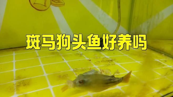 龍襄愛養(yǎng)寵，單缸飼養(yǎng)什么比較好：共參考3篇資料