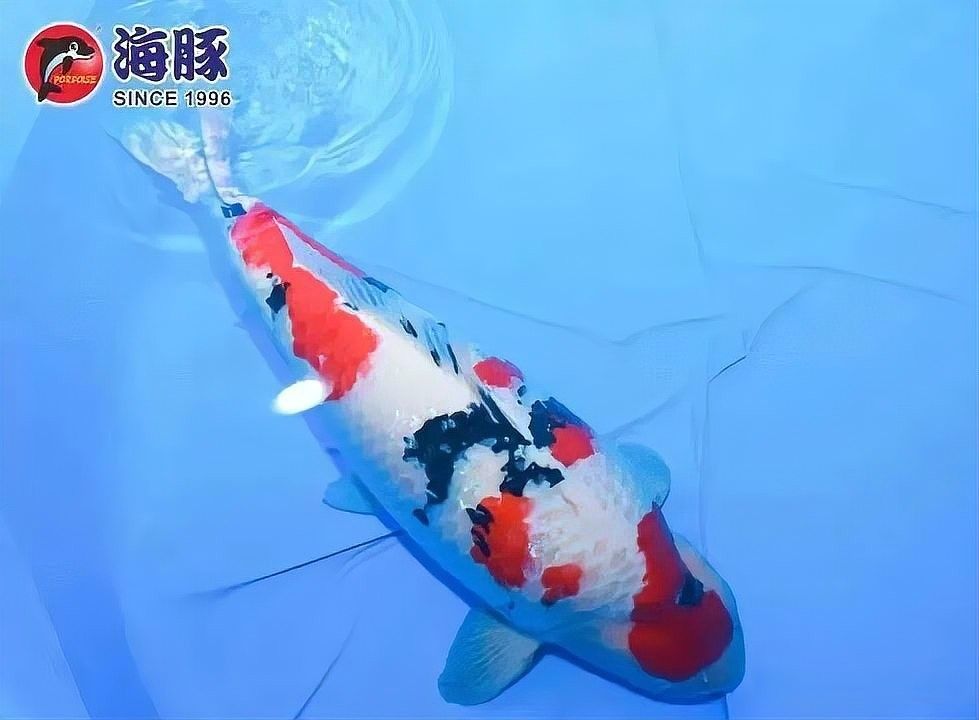 帝龍漁業的紅龍魚有哪些品種？：全國超千尾頂尖錦鯉本周齊聚南海里水“斗艷”媒體管家許