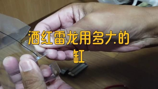 雷龍魚和金龍魚混養(yǎng)需要較大的魚缸空間，具體尺寸需根據(jù)體型和習(xí)性綜合考量：雷龍魚和金龍魚混養(yǎng)的注意事項 雷龍魚和金龍魚混養(yǎng)需要較大的魚缸空間，具體尺寸需根據(jù)體型和習(xí)性綜合考量：雷龍魚和金龍魚混養(yǎng)的注意事項 龍魚百科 第2張