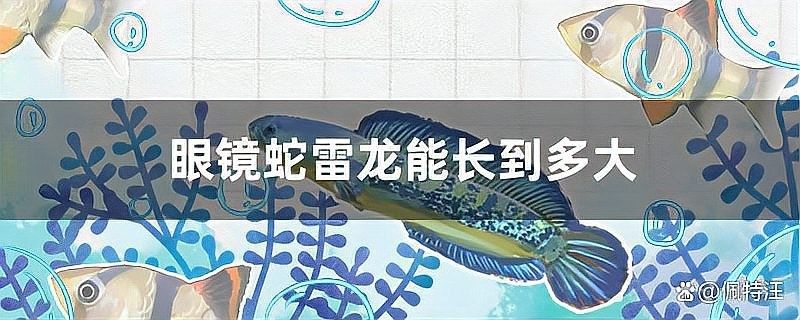 雷龍魚和金龍魚混養(yǎng)需要較大的魚缸空間，具體尺寸需根據(jù)體型和習(xí)性綜合考量：雷龍魚和金龍魚混養(yǎng)的注意事項 雷龍魚和金龍魚混養(yǎng)需要較大的魚缸空間，具體尺寸需根據(jù)體型和習(xí)性綜合考量：雷龍魚和金龍魚混養(yǎng)的注意事項 龍魚百科 第4張
