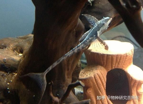 皇冠三間魚繁殖難度較高，主要體現在以下幾個方面：皇冠三間魚的繁殖難度較高