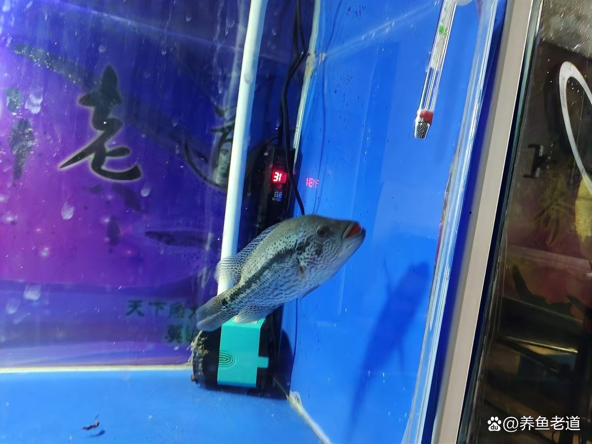 皇冠三間魚繁殖難度較高，主要體現(xiàn)在以下幾個(gè)方面：皇冠三間魚的繁殖難度較高