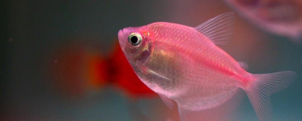 金龍魚飼養技巧:水溫、水質、喂食全攻略：金龍魚換水后多久可以喂食