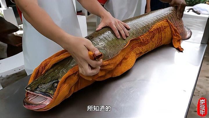 巨骨舌魚和軍艦龍實際上是同一種魚的不同名稱的綜合說明：“巨骨舌魚”究竟有多厲害