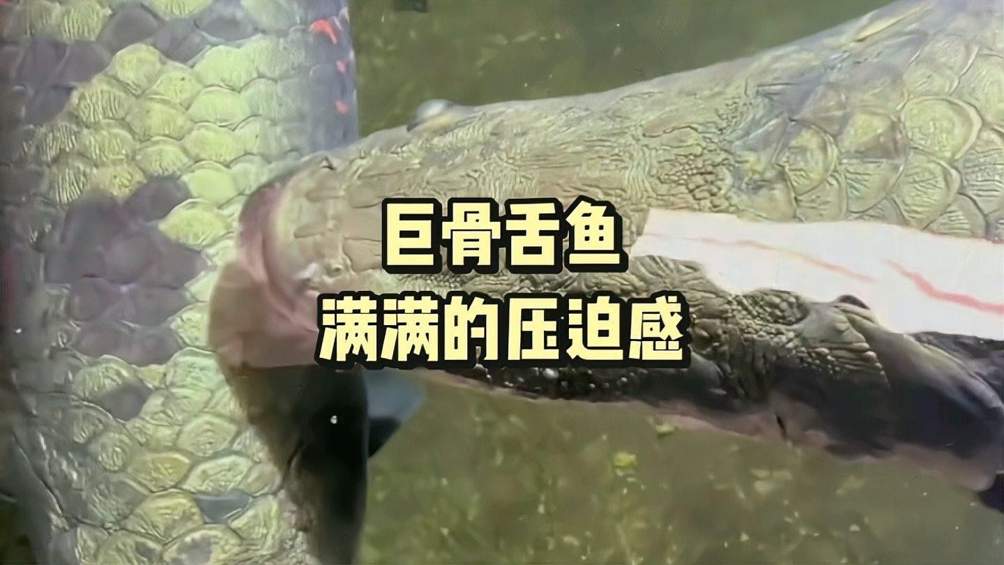 巨骨舌魚和軍艦龍實際上是同一種魚的不同名稱的綜合說明：“巨骨舌魚”究竟有多厲害