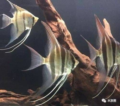 魚生科技，龍魚多條如何混養幾個小技巧：養魚大全，龍魚多條如何混養幾個小技巧 魚生科技，龍魚多條如何混養幾個小技巧：養魚大全，龍魚多條如何混養幾個小技巧 龍魚百科 第11張