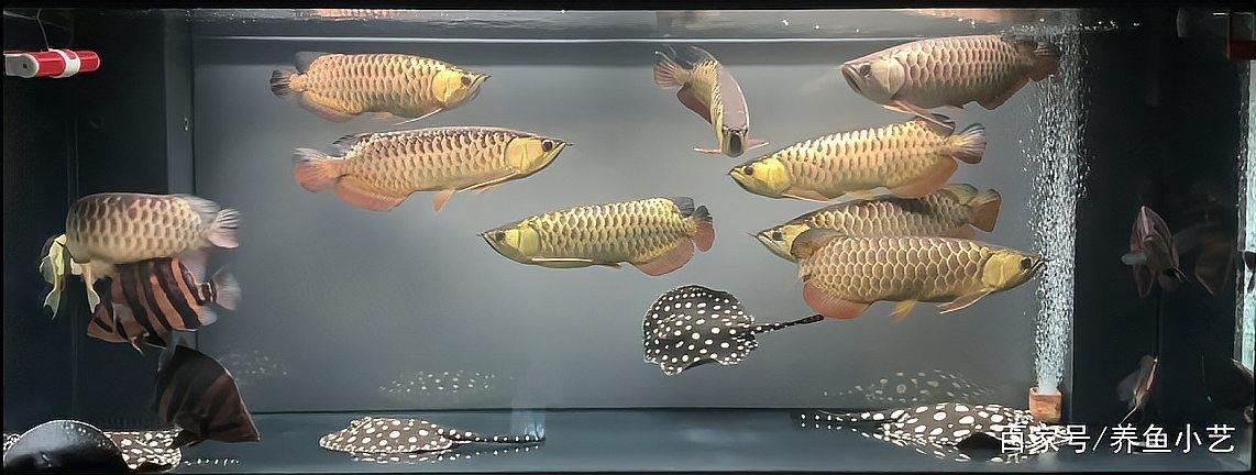 魚生科技，龍魚多條如何混養幾個小技巧：養魚大全，龍魚多條如何混養幾個小技巧 魚生科技，龍魚多條如何混養幾個小技巧：養魚大全，龍魚多條如何混養幾個小技巧 龍魚百科 第6張