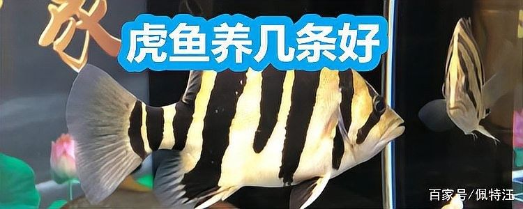 虎紋恐龍魚和龍魚混養需要多大的魚缸：虎紋恐龍魚與龍魚混養時 虎紋恐龍魚和龍魚混養需要多大的魚缸：虎紋恐龍魚與龍魚混養時 龍魚百科 第5張