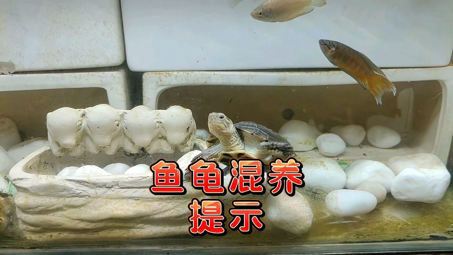 草龜和龍魚混養需要什么水質？：烏龜可以和魚一起養嗎