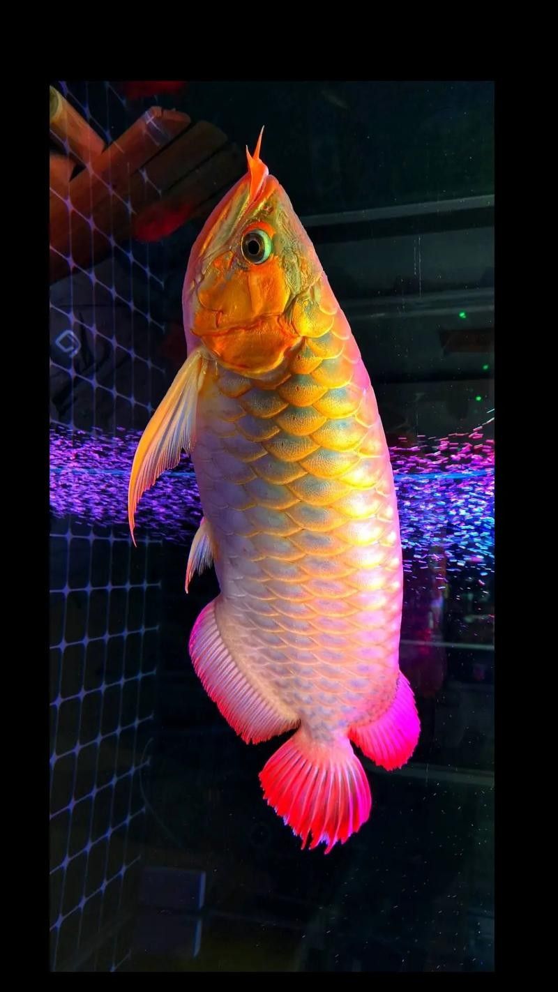 如何區分紅金龍魚和黃金龍魚：紅金龍魚和黃金龍魚的區別有哪些職霧卿和紅龍魚的區別
