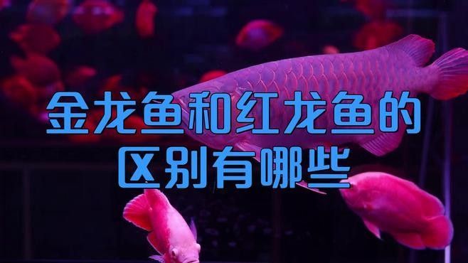 如何區分紅金龍魚和黃金龍魚：紅金龍魚和黃金龍魚的區別有哪些職霧卿和紅龍魚的區別