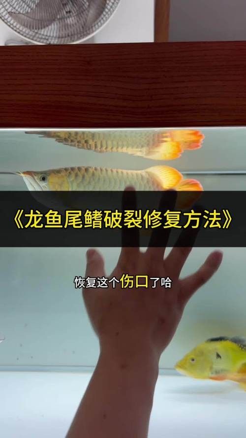 如何預防龍魚尾巴紅血絲？：養魚小藝龍魚斷尾、斷鰭怎么辦龍魚斷尾、斷鰭怎么辦 如何預防龍魚尾巴紅血絲？：養魚小藝龍魚斷尾、斷鰭怎么辦龍魚斷尾、斷鰭怎么辦 龍魚百科 第5張