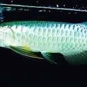 過背金龍魚需要什么顏色的燈光：——龍魚燈光使用方法