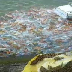 俊龍魚場是否有龍魚銷售？
