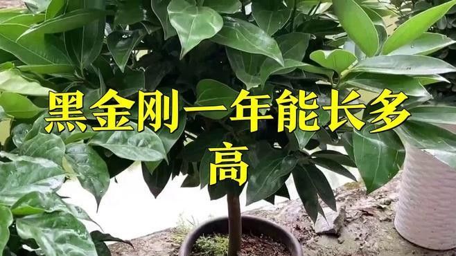 黑金剛過背金龍能長多大？：黑金剛一年能長多高