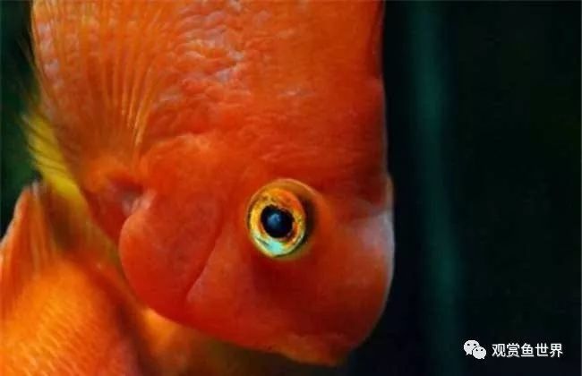 龍魚眼睛疾病會傳染嗎？：龍魚眼睛疾病是否傳染 龍魚眼睛疾病會傳染嗎？：龍魚眼睛疾病是否傳染 龍魚百科 第4張
