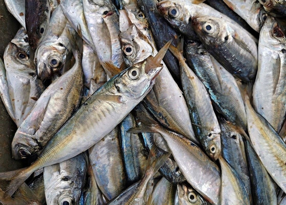 巴浪魚的最佳食用季節：巴浪魚的最佳食用季節主要集中在以下幾個時段