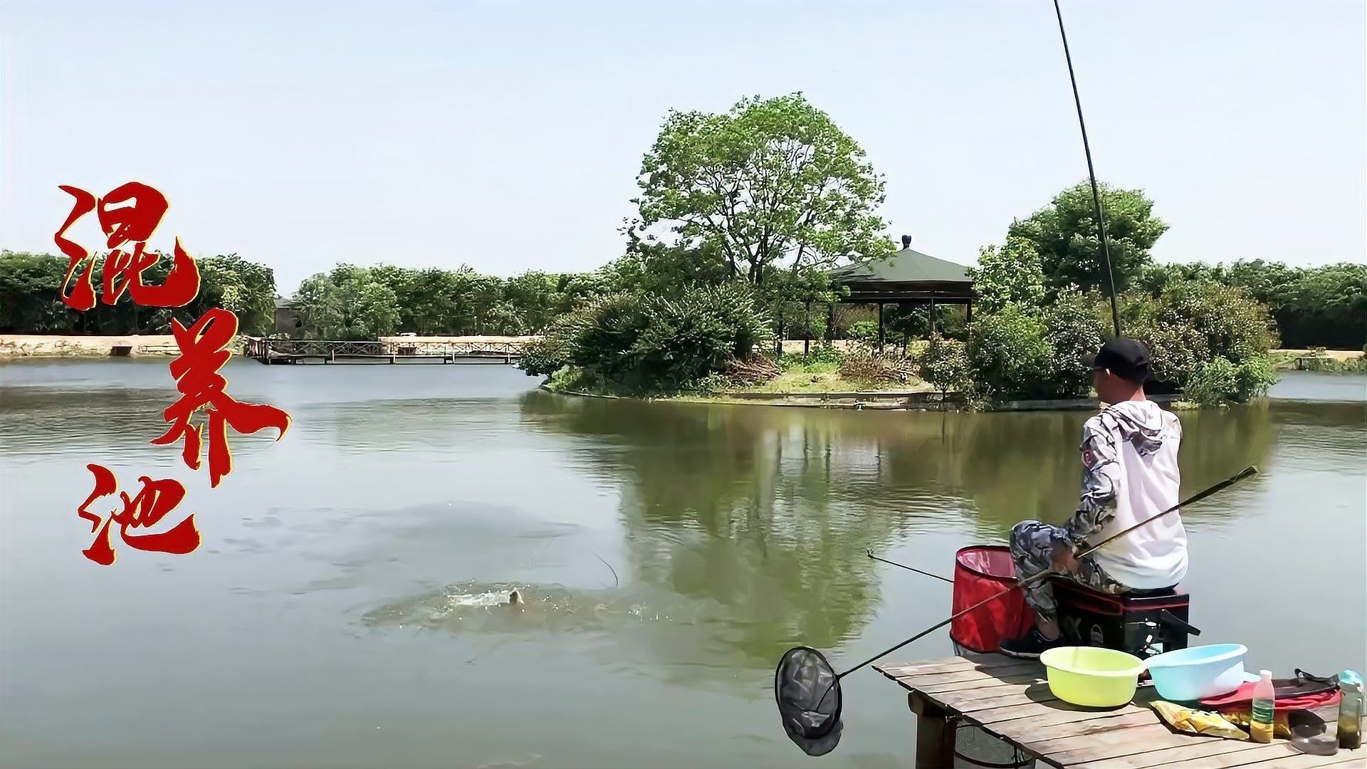 混養時應該選擇哪些魚種：樂圖工坊魚友分享混養魚的原則